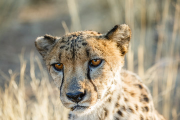 Gepard (Acinonyx jubatus), Tierportrait