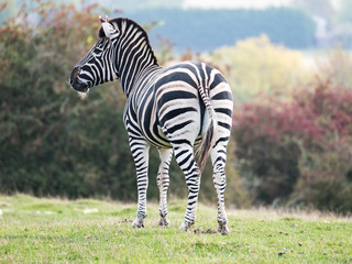 Zebra photographed from behind at Port Lympne Safari Park, Ashford Kent UK. The Kent countryside in...
