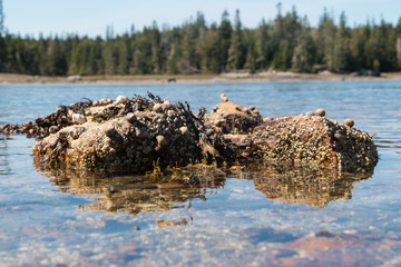 Wild shells from sea life in Acadia National Park in Maine.