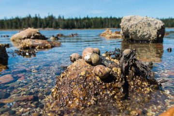 Wild shells from sea life in Acadia National Park in Maine.