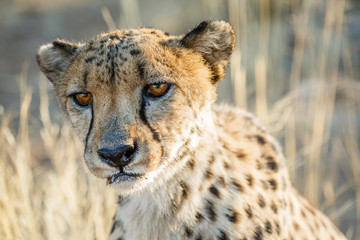 Gepard (Acinonyx jubatus), Tierportrait © mophoto