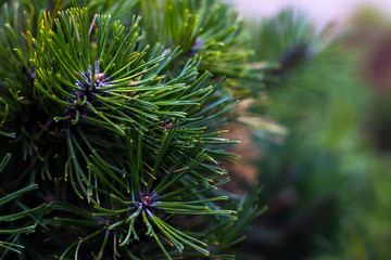 Close up photo of green needle pine tree on the left side of picture. Small pine cones at the branches. Blurred pine needles in background. Background of Christmas tree branches. New Year theme. 