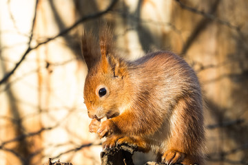Fototapeta premium Red squirrel