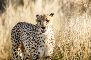 Fototapeta na wymiar Gepard (Acinonyx jubatus), im hohen Gras