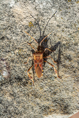 Amerikanische Kiefern- oder Zapfenwanze (Leptoglossus occidentalis) gehört zur Familie der Randwanzen