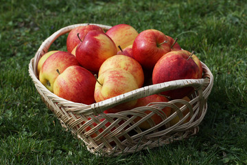 Autumn still life with beautiful ripe apples