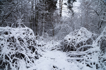 Winter snow forest. Snow lies on the branches of trees. Frosty snowy weather. Beautiful winter forest landscape.