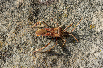 Amerikanische Kiefern- oder Zapfenwanze (Leptoglossus occidentalis) gehört zur Familie der Randwanzen