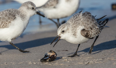 schnepfenvögel
