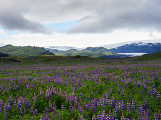 Iceland landscape with purple lupine Lupinus perennis flower field meadow, green sharp hills and myrdalsjokull glacier in background dramatic sky with dark clouds, copy space