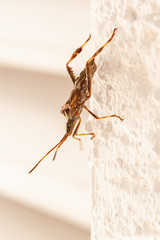 Amerikanische Kiefern- oder Zapfenwanze (Leptoglossus occidentalis) gehört zur Familie der Randwanzen
