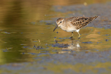 A group of Least Sandpipers in Acadia National Park in Maine.