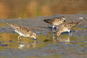 A group of Least Sandpipers in Acadia National Park in Maine.
