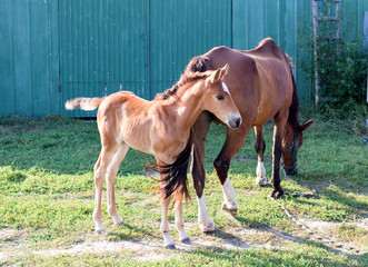 Naklejka na ściany i meble Little horse foal and its mother feed at farm