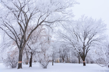 winter landscape with frosted trees  in park