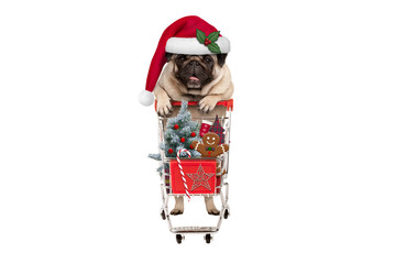 cute happy seasonal pug puppy dog with shopping cart full of christmas decoration, candy and tree, isolated on white background