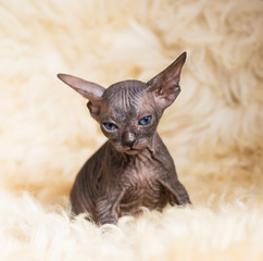 Playful cheerful cat breeds of the Sphinx. Selective focus