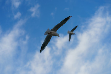 Two seagulls flying in the sky