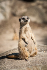 meerkat