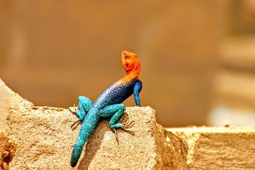 Lizard