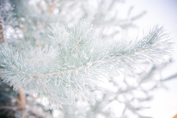 snow covered fir branches