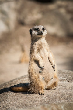 meerkat © Kevin