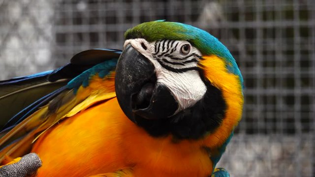 4K Colorful parrot Ara with bright plumage of blue, yellow, green and white color, sits on barling. Macaw close-up