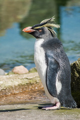Fototapeta premium Macaroni penguin