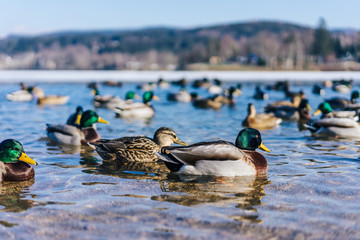 Ducks swimming on winter lake. Male and female ducks on freezing water. Sunny day next to a lake with many ducks on water surface. Pristine clear water in lake, many ducks swimming on it.