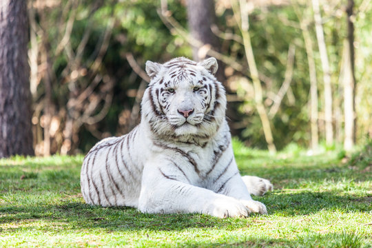 Die 35 Besten Bilder Stock Fotos Und Vektorgrafiken Zu Tigre Blanc Royal Adobe Stock