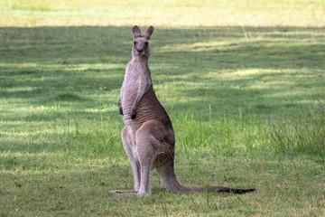Eastern Grey Kangaroo
