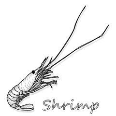Cooked prawn or tiger shrimp vector illustration monochrome  isolated on white background as package design element.