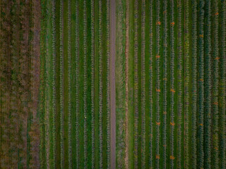 Rows of orchard fruit trees seen from above, drone overview,  patterns of agriculture.