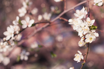 Spring cherry blossoms closeup, white flower sunny day. Blurred space for text.