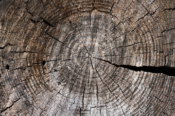 Fototapeta premium cut of a tree