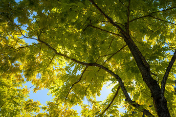 Fototapeta premium Looking up at a beautiful backlit tree against a clear blue sky