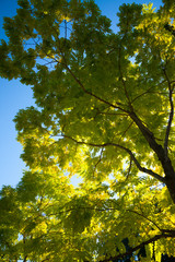 Looking up at a beautiful backlit tree against a clear blue sky