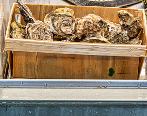 detail of oyster at market
