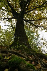 Colorful autumn leaves on the trees in nature. Slovakia