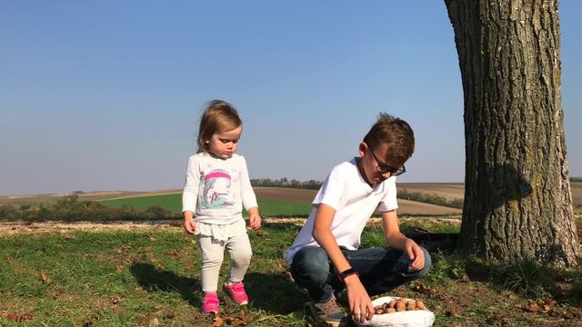 Gardening: children and man gather ripen walnuts on ground under tree in autumn. Family members harvest in-shell nuts and put into small bag. Daughter, son and father harvesting together in sunny day