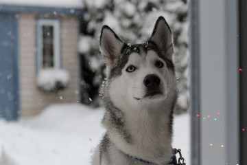 A Siberian Husky in the snow