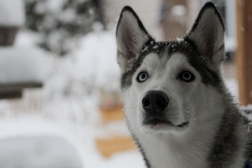 A Siberian Husky in the snow