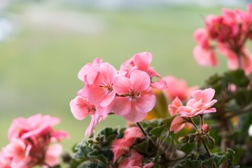 Fototapeta na wymiar Pink flower. Slovakia