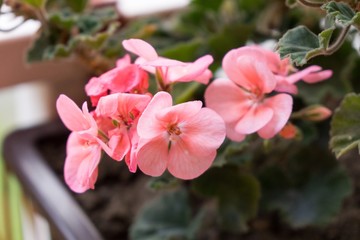 Pink flower. Slovakia