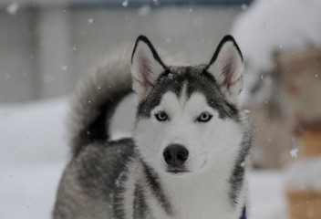 Siberian Huskies outside in Canada during winter 