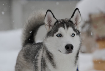Siberian Huskies outside in Canada during winter 