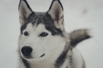 Siberian Huskies outside in Canada during winter 