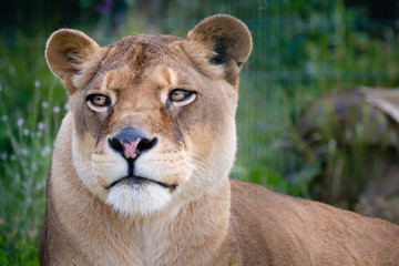 Lioness laying down