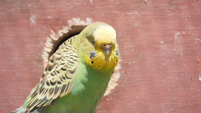 180p slow motion shot of a budgie outside a nest box at a aviary in new south wales, australia