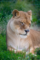 Obraz na płótnie Canvas Lioness laying down